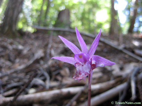 Calypso-bulbosa_orchid_IMG_0338