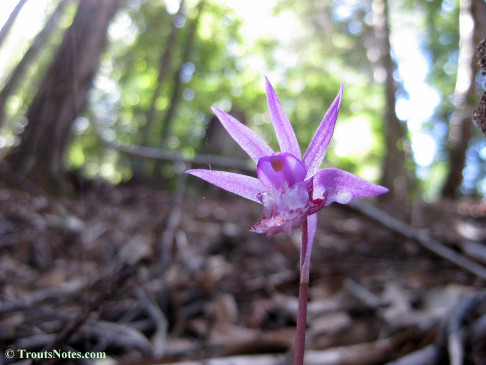 Calypso-bulbosa_orchid_IMG_0339