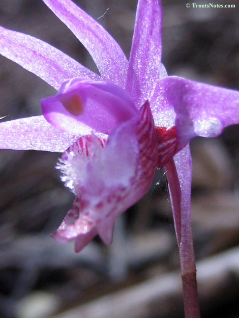 Calypso-bulbosa_orchid_IMG_0342