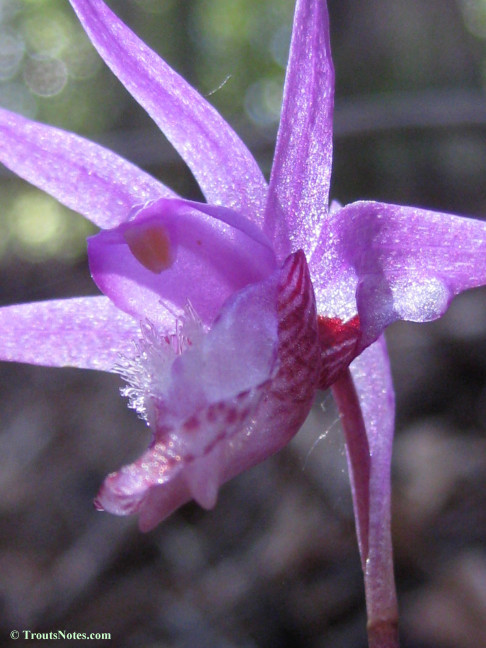 Calypso-bulbosa_orchid_IMG_0343