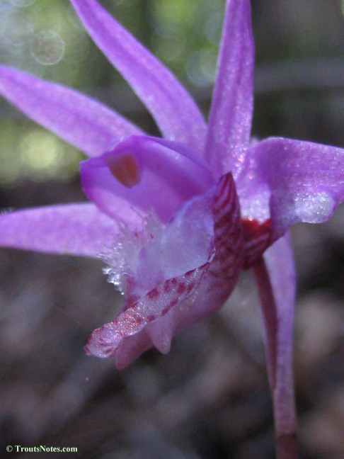 Calypso-bulbosa_orchid_IMG_0344