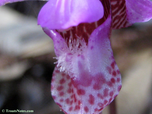 Calypso-bulbosa_orchid_IMG_0347