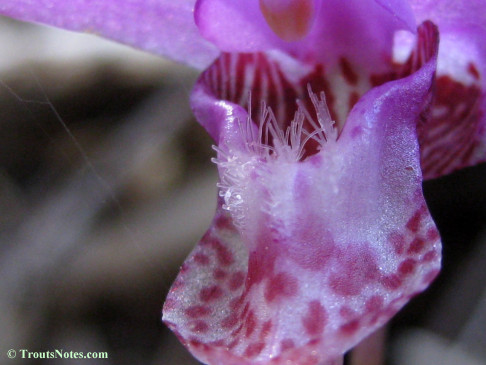 Calypso-bulbosa_orchid_IMG_0348