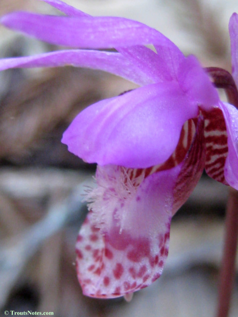 Calypso-bulbosa_orchid_IMG_0350