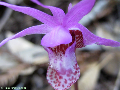 Calypso-bulbosa_orchid_IMG_0354