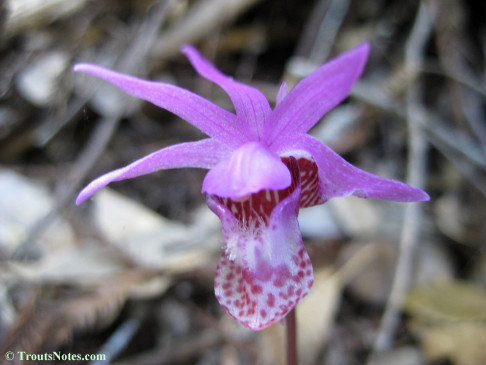 Calypso-bulbosa_orchid_IMG_0355