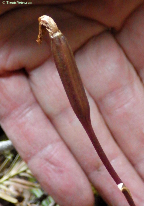 Calypso-bulbosa_orchid_pod_02_imgp4172