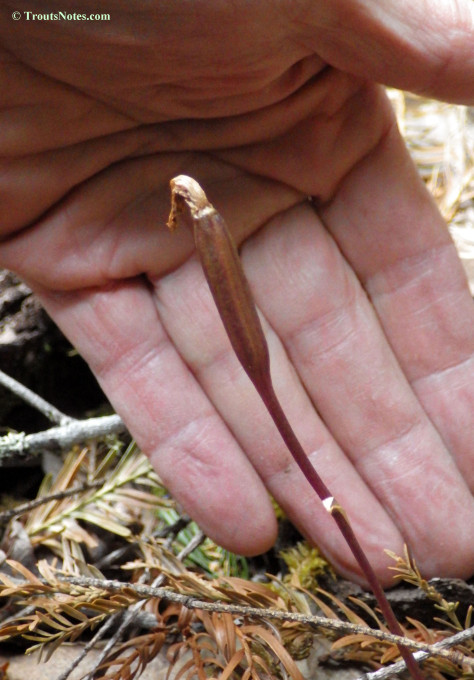 Calypso-bulbosa_pod_IMGP4171