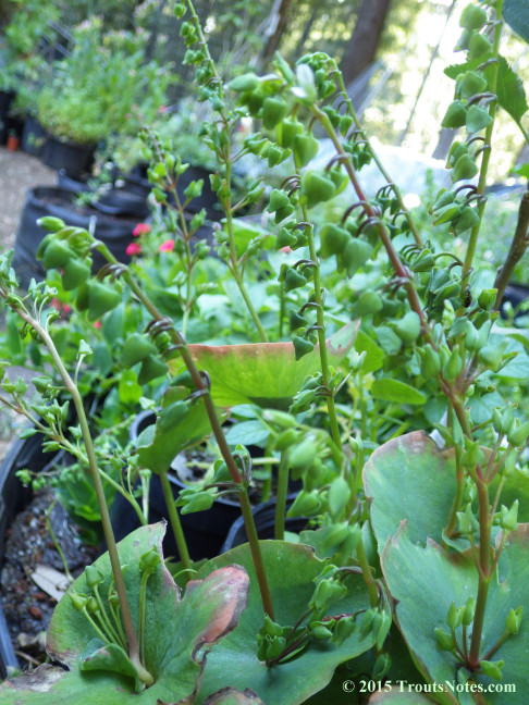 Claytonia perfoliata subsp. perfoliata; Miner's lettuce