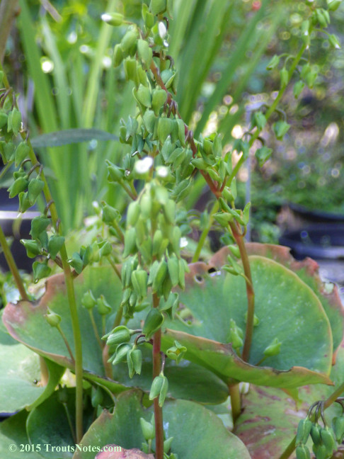 Claytonia perfoliata subsp. perfoliata; Miner's lettuce