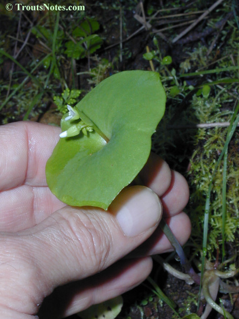 Claytonia perfoliata subsp. perfoliata
