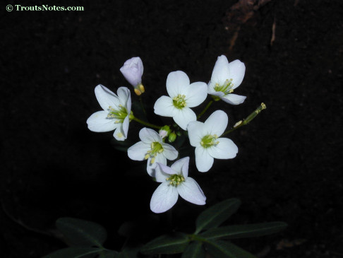 Coast milkmaids