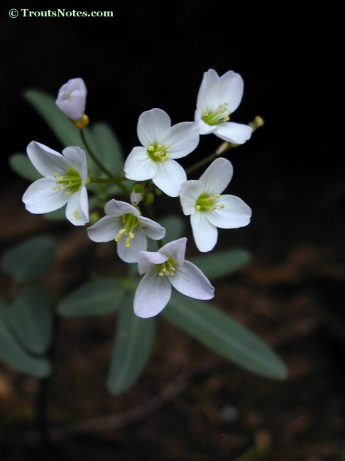 Coast milkmaids