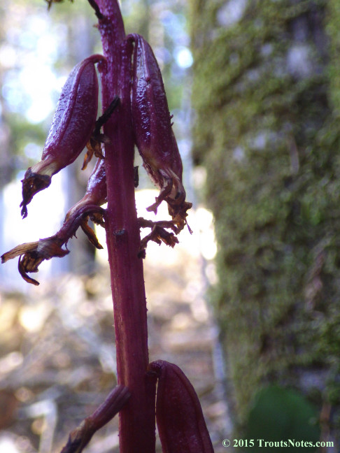 Corallorhiza maculata; spotted coral-root