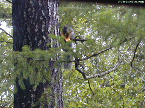 Grey squirrel eating a Suillus