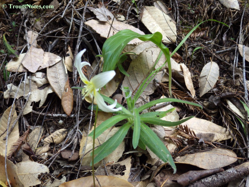 Erythronium californicum; the trout lilly