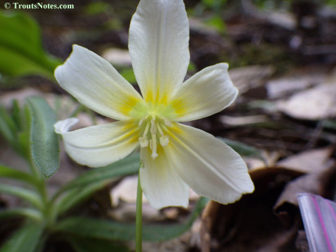Erythronium californicum; the trout lilly