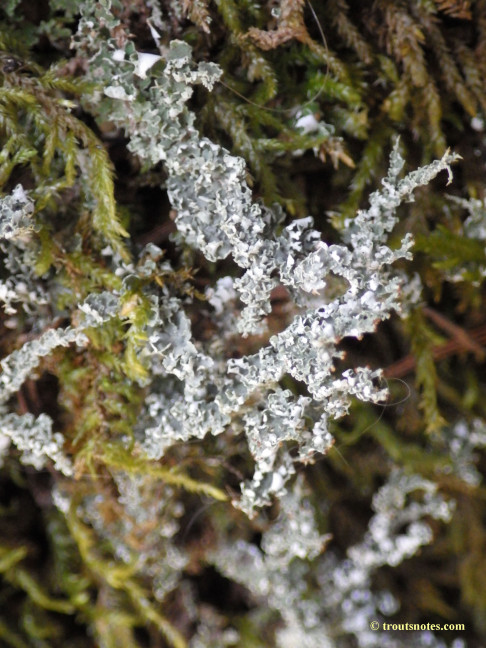 lichenized moss
