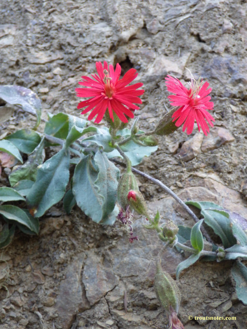 ‪Silene laciniata ssp. californica‬