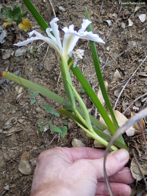 wild iris hybrid