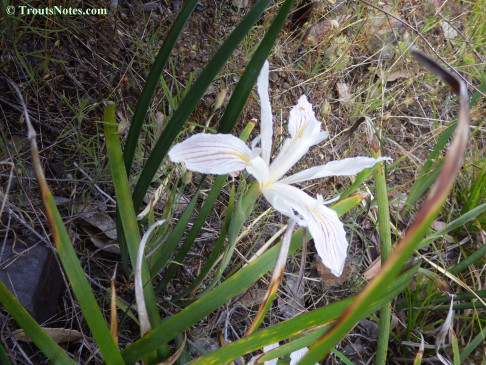 wild iris hybrid