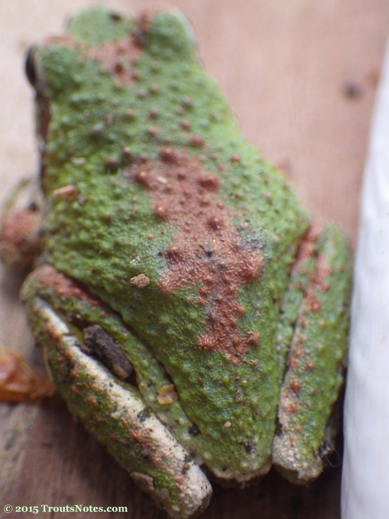 Acris crepitans Trout's Notes