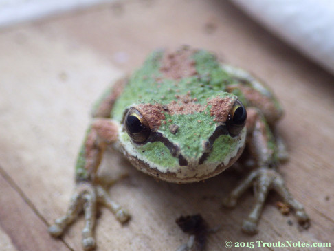Pacific chorus frog (Acris crepitans)