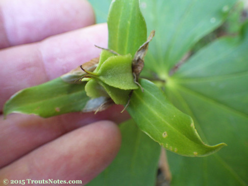 Trillium ovatum seedpod