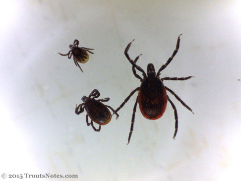 Ixodes pacificus: nymph, male & female