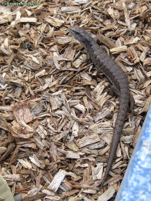 an Alligator lizard 