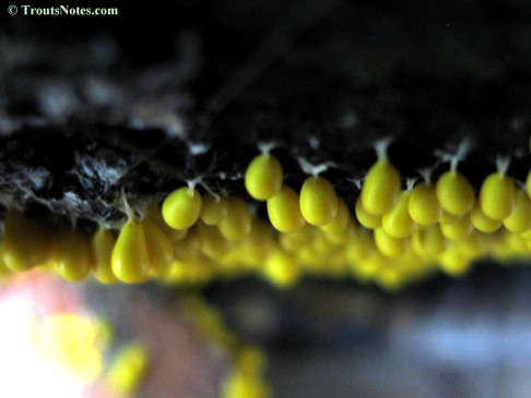 Leocarpus fragilis AKA insect egg slime mold
