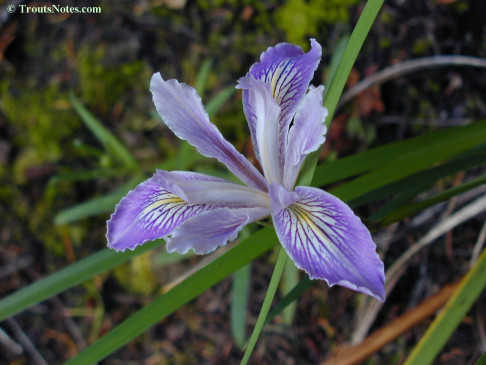 Coast iris (Iris douglasiana)