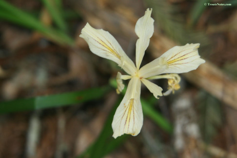 Fernald's iris AKA Iris fernaldii