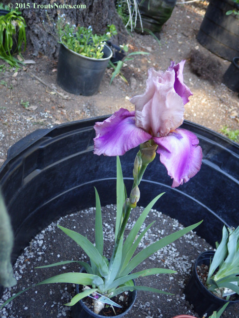Iris hybrid