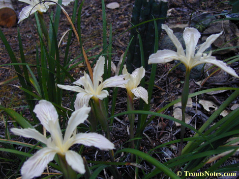 Purdy's iris (Iris purdyi)