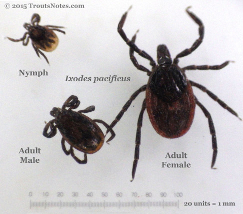 Ixodes pacificus: nymph, male & female