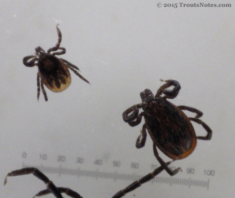 Ixodes pacificus nymph & adult male