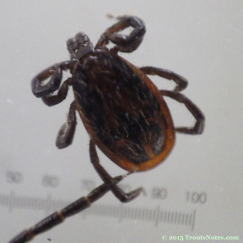 Ixodes pacificus adult male