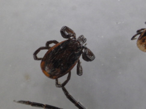Ixodes pacificus adult male