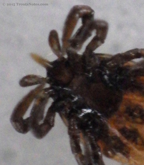 Ixodes pacificus nymph