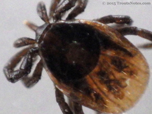 Ixodes pacificus nymph