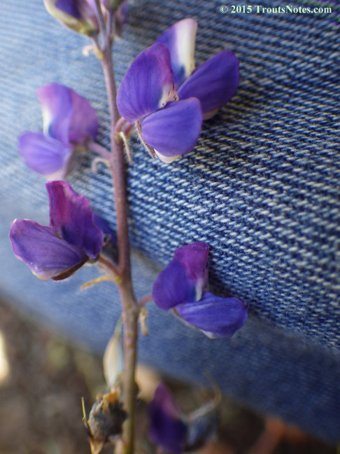 Lupine 23 May 2015