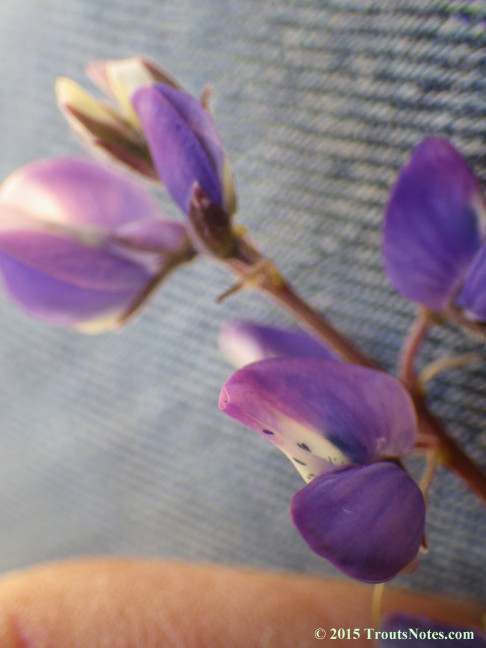 Lupine 23 May 2015