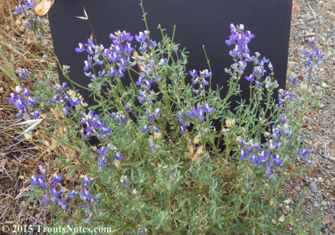 Lupine 26 May 2015