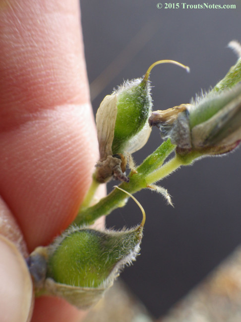 Miniature Lupine (Lupinus bicolor) 26 May 2015