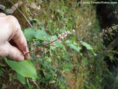 Maianthemum racemosum ssp. racemosum 15May2015