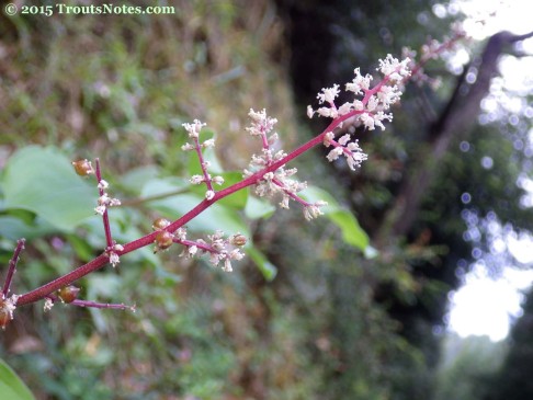 Maianthemum racemosum ssp. racemosum 15May2015