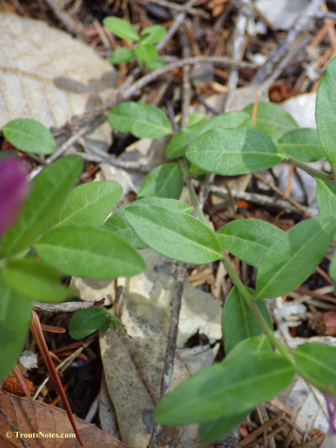 Polygala californica