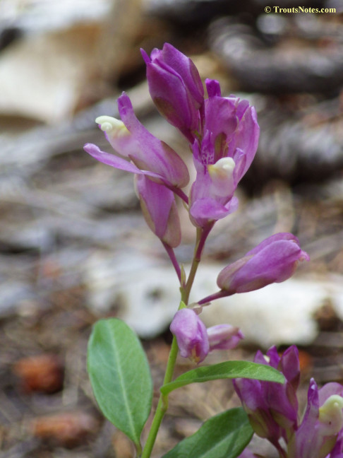 Polygala californica