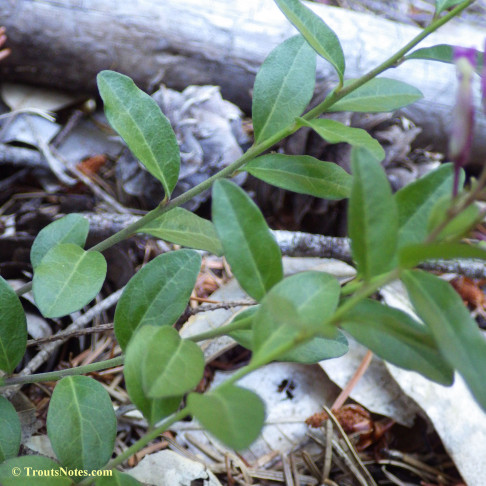 Polygala californica